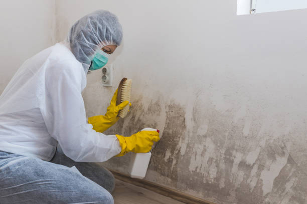 Best Residential Mold Remediation in Saratoga, CA