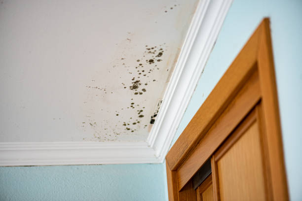 Best Residential Mold Remediation in Saratoga, CA