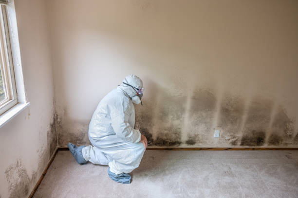 Best Industrial Mold Remediation in Saratoga, CA