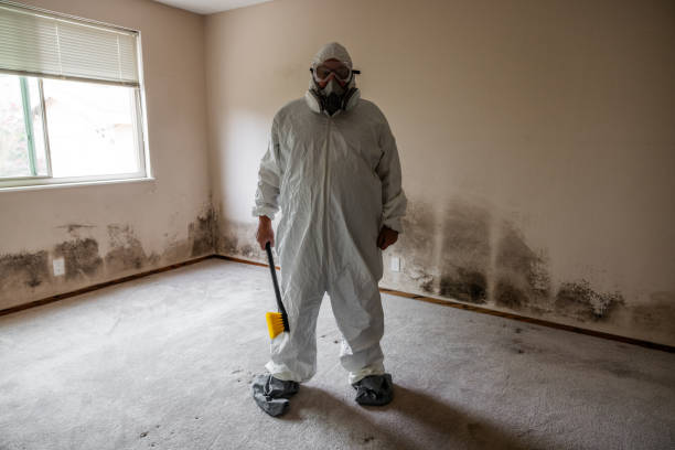 Best Commercial Mold Remediation in Saratoga, CA