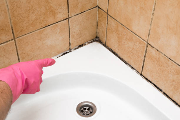 Best Attic Mold Remediation in Saratoga, CA