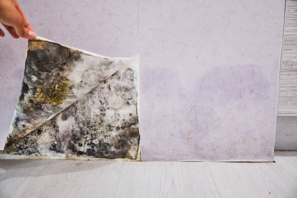 Best Localized Mold Remediation (e.g., coastal areas, humid climates) in Saratoga, CA